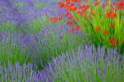 USA, Washington State, Seabeck. Lavender garden. Art Print